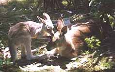 Eastern grey Kangaroos